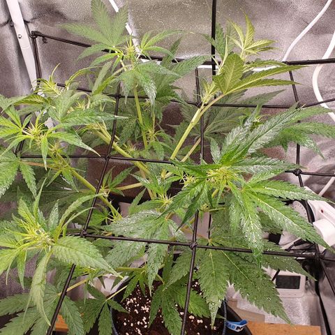 Pêdrinha Girl Scout growlog photo: Lst