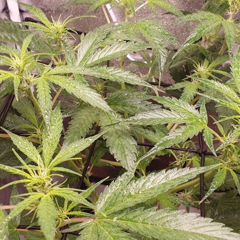 Pêdrinha Girl Scout growlog photo: Let result