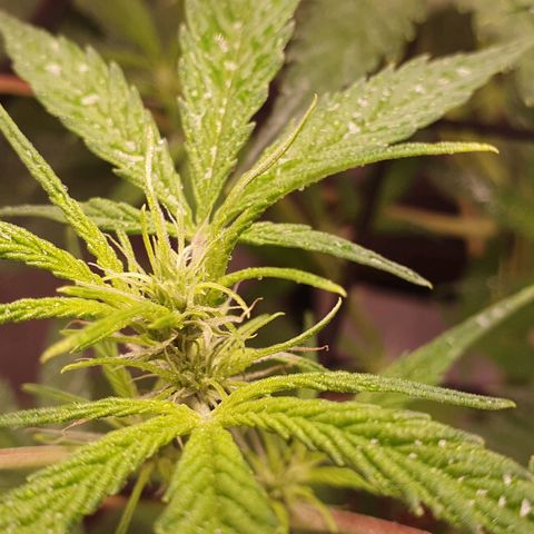 Pêdrinha Girl Scout growlog photo: Let result