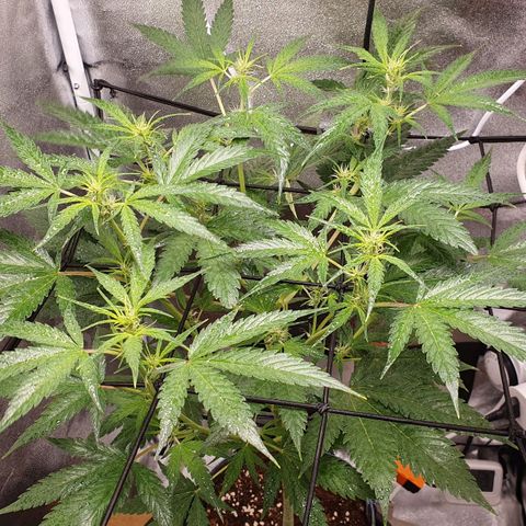 Pêdrinha Girl Scout growlog photo: Let result