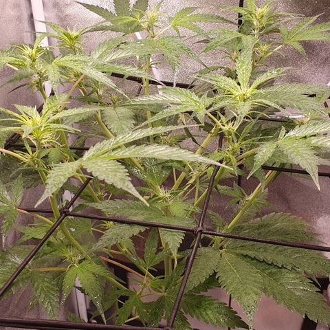 Pêdrinha Girl Scout growlog photo: Let result