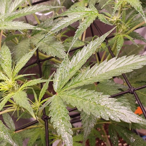 Pêdrinha Girl Scout growlog photo: Let result