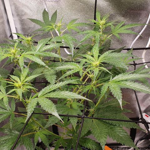 Pêdrinha Girl Scout growlog photo: Let result