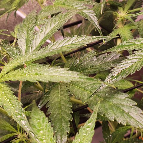 Pêdrinha Girl Scout growlog photo: Let result