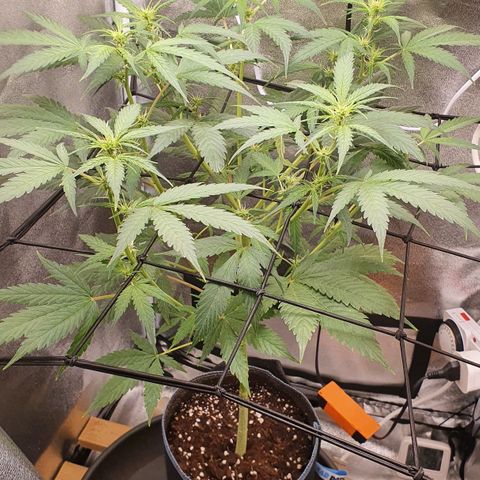 Pêdrinha Girl Scout growlog timeline photo