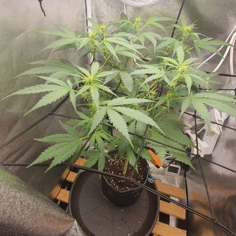 Pêdrinha Girl Scout growlog timeline photo