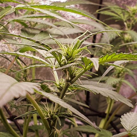 Pêdrinha Girl Scout growlog timeline photo