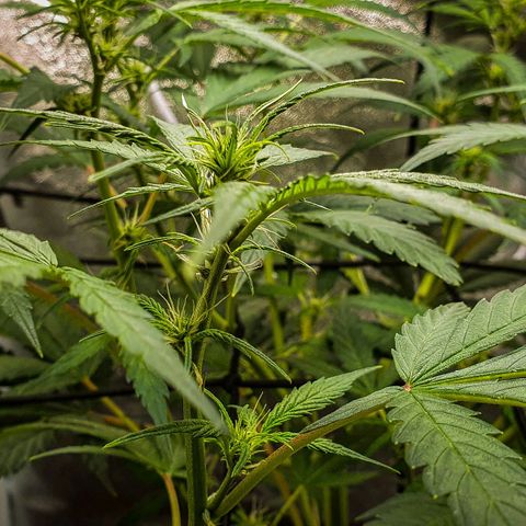 Pêdrinha Girl Scout growlog timeline photo