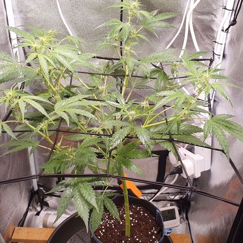 Pêdrinha Girl Scout growlog timeline photo