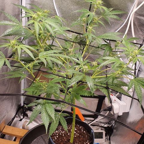 Pêdrinha Girl Scout growlog timeline photo