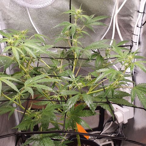 Pêdrinha Girl Scout growlog timeline photo