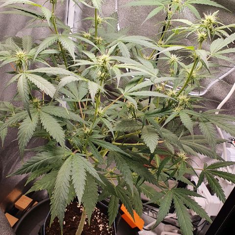 Pêdrinha Girl Scout growlog photo: Growing