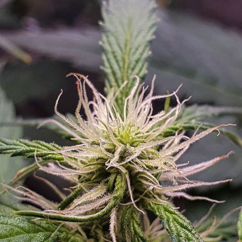 Pêdrinha Girl Scout growlog timeline photo