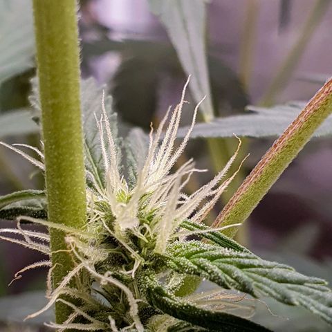 Pêdrinha Girl Scout growlog timeline photo