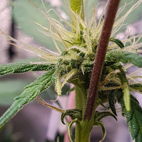 Pêdrinha Girl Scout growlog timeline photo