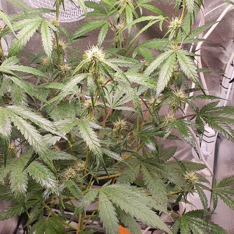 Pêdrinha Girl Scout growlog timeline photo