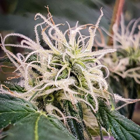 Pêdrinha Girl Scout growlog timeline photo