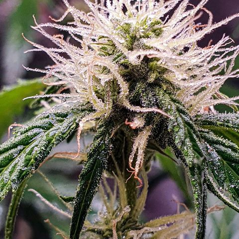Pêdrinha Girl Scout growlog photo: Trycomes are looking good!