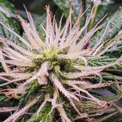 Pêdrinha Girl Scout growlog photo: Trycomes are looking good!
