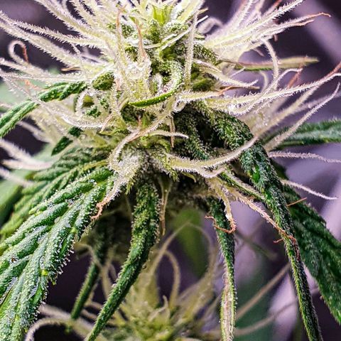 Pêdrinha Girl Scout growlog photo: Trycomes are looking good!