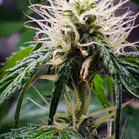 Pêdrinha Girl Scout growlog photo: Trycomes are looking good!
