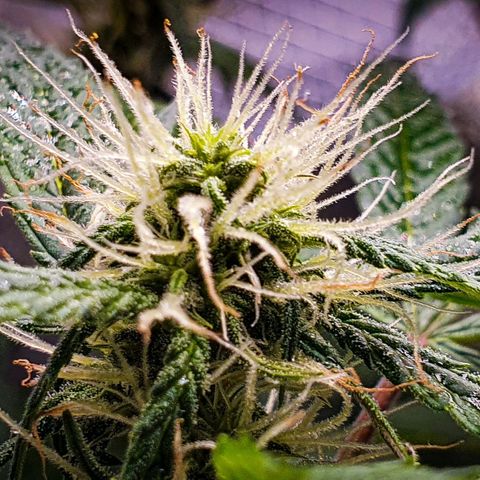 Pêdrinha Girl Scout growlog photo: Trycomes are looking good!