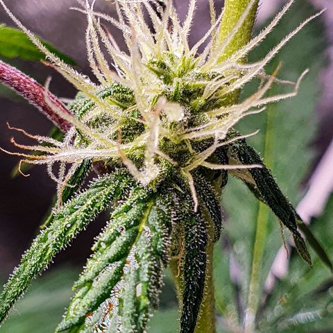 Pêdrinha Girl Scout growlog photo: Trycomes are looking good!