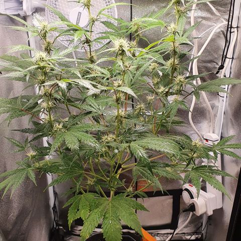 Pêdrinha Girl Scout growlog timeline photo