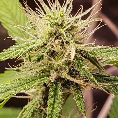 Pêdrinha Girl Scout growlog photo: So beautiful 😍 