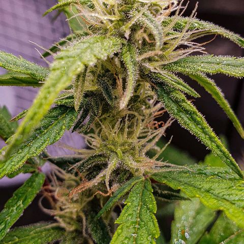 Pêdrinha Girl Scout growlog photo: So beautiful 😍 