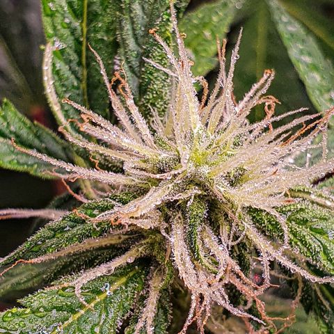 Pêdrinha Girl Scout growlog photo: So beautiful 😍 