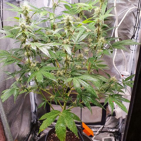 Pêdrinha Girl Scout growlog photo: So beautiful 😍 