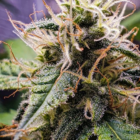 Pêdrinha Girl Scout growlog timeline photo