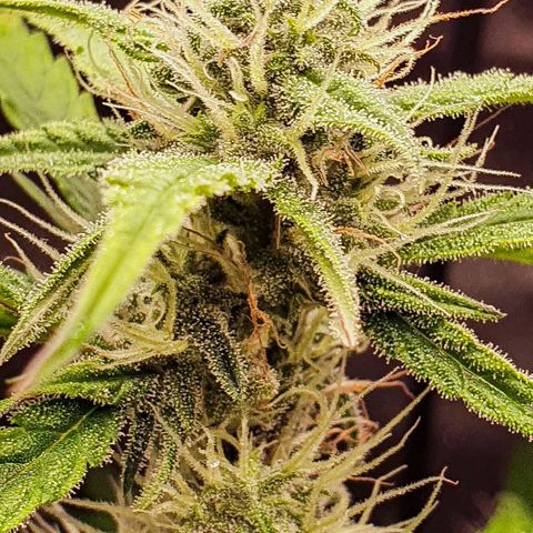 Pêdrinha Girl Scout growlog timeline photo