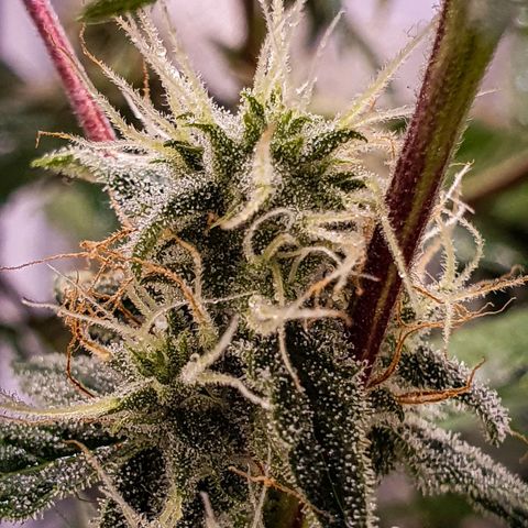 Pêdrinha Girl Scout growlog timeline photo