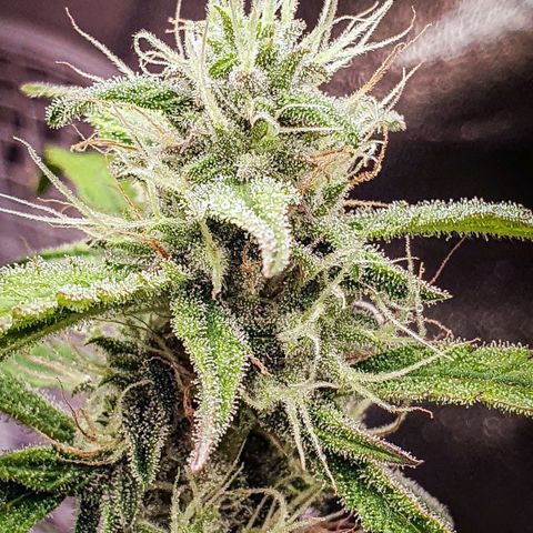 Pêdrinha Girl Scout growlog timeline photo