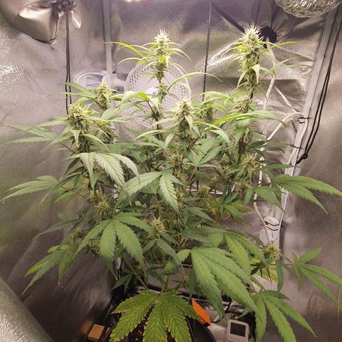Pêdrinha Girl Scout growlog timeline photo