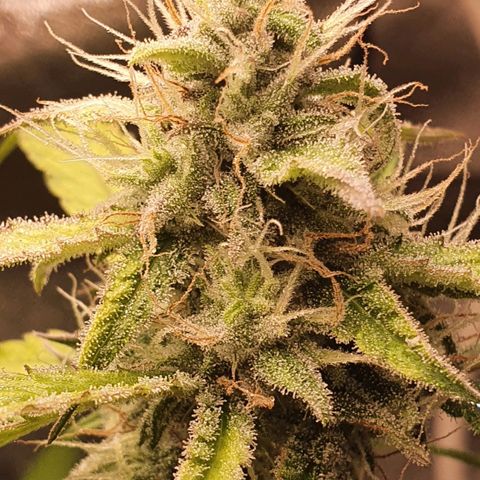 Pêdrinha Girl Scout growlog timeline photo