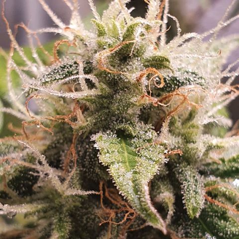 Pêdrinha Girl Scout growlog timeline photo