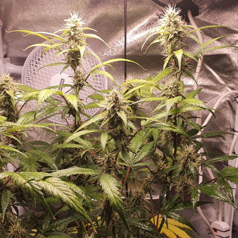 Pêdrinha Girl Scout growlog timeline photo