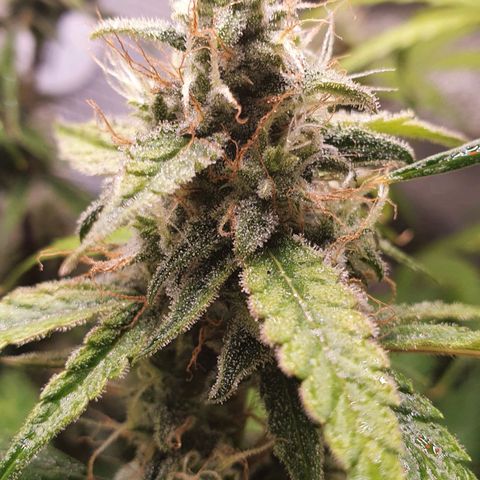 Pêdrinha Girl Scout growlog timeline photo