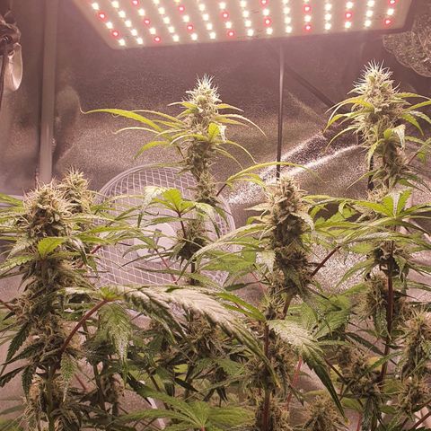 Pêdrinha Girl Scout growlog timeline photo