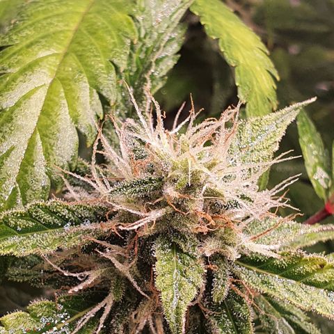 Pêdrinha Girl Scout growlog timeline photo