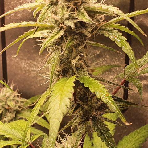 Pêdrinha Girl Scout growlog timeline photo