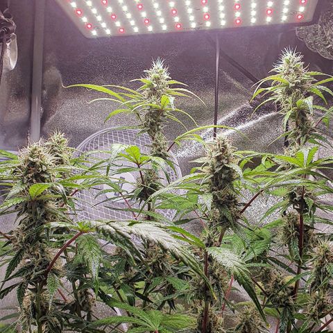 Pêdrinha Girl Scout growlog timeline photo