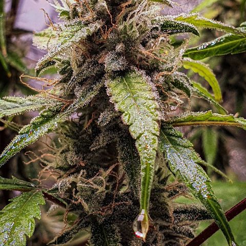 Pêdrinha Girl Scout growlog timeline photo