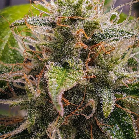 Pêdrinha Girl Scout growlog timeline photo