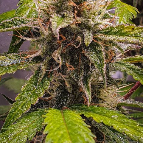 Pêdrinha Girl Scout growlog timeline photo