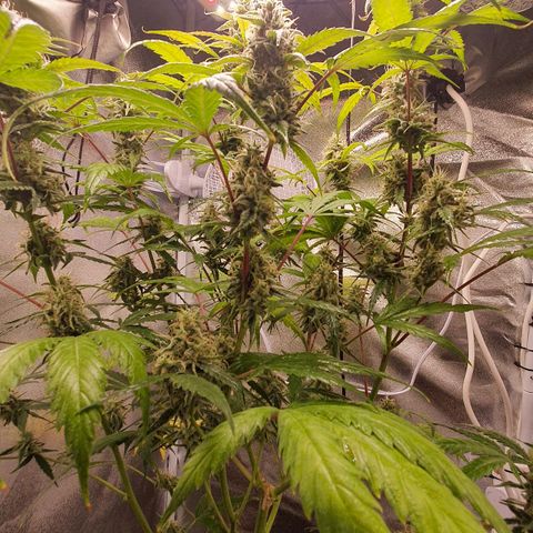 Pêdrinha Girl Scout growlog timeline photo