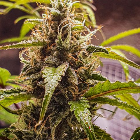 Pêdrinha Girl Scout growlog timeline photo